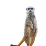 Africa (1) - Bohiney Magazine