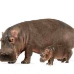 Africa (110) - Bohiney Magazine