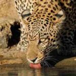 Africa (20) - Bohiney Magazine