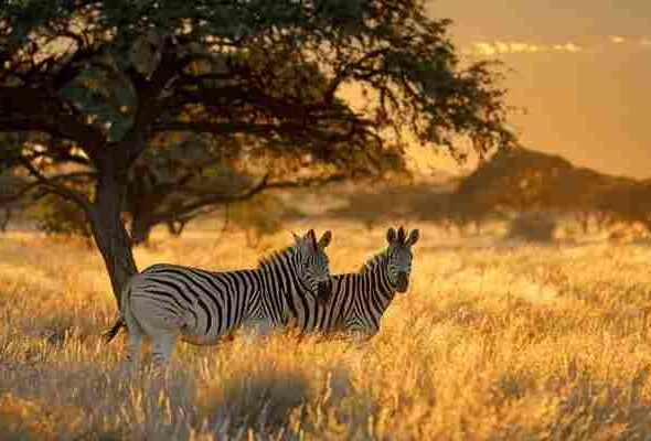 Africa (36) - Bohiney Magazine