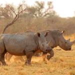 Africa (46) - Bohiney Magazine