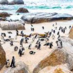 Africa (5) - Bohiney Magazine