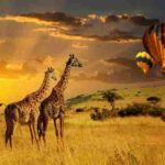 Africa (50) - Bohiney Magazine