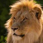 Africa (52) - Bohiney Magazine
