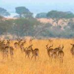 Africa (64) - Bohiney Magazine