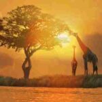 Africa (75) - Bohiney Magazine