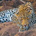 Africa (8) - Bohiney Magazine