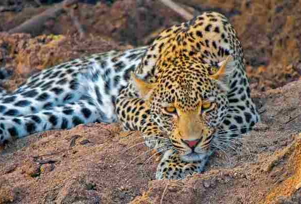 Africa (8) - Bohiney Magazine