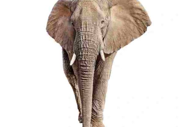 Africa (87) - Bohiney Magazine