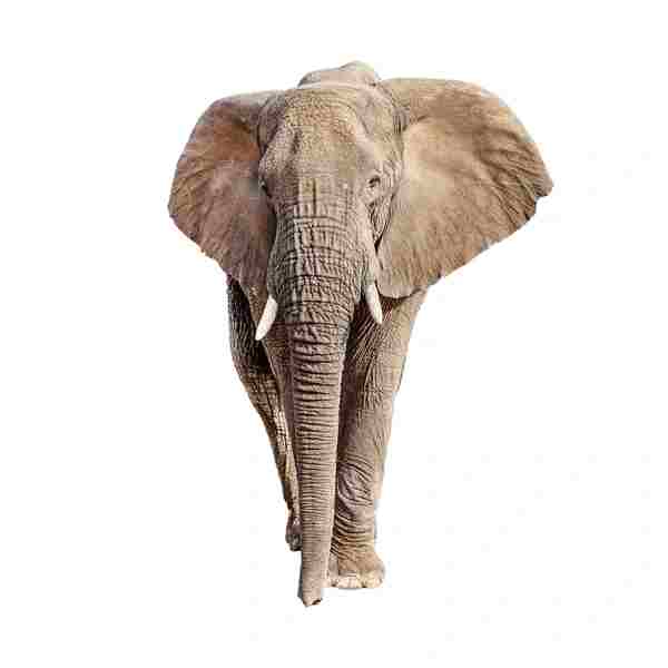 Africa (87) - Bohiney Magazine